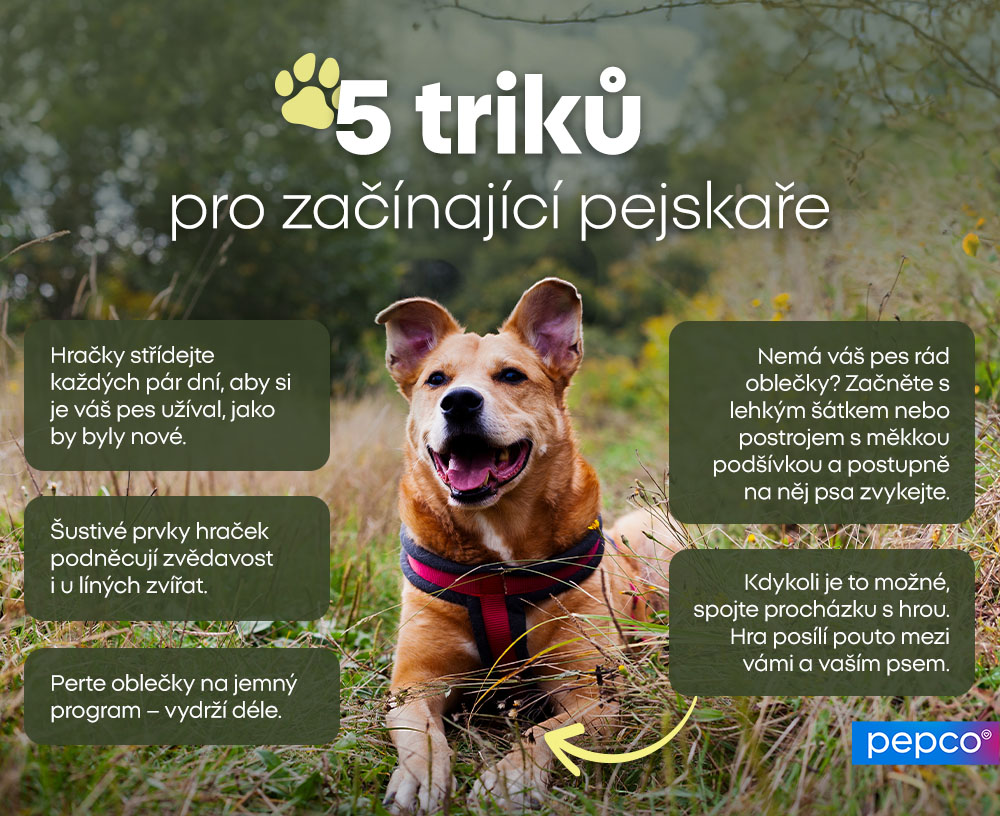 5 triků pro začínající pejskaře: 
